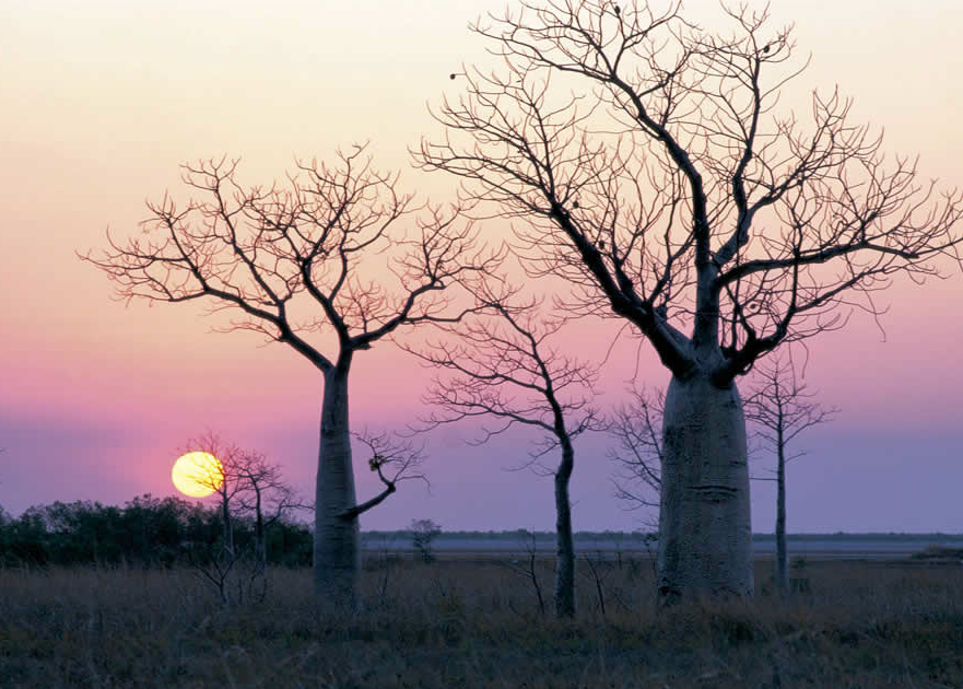 Boab Tree Designs